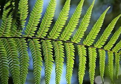 描写银杏的短句(通用50句) 描写银杏的短句(通用50句)