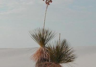 描写音乐老师的句子(合集20句) 描写音乐老师的句子(合集20句)