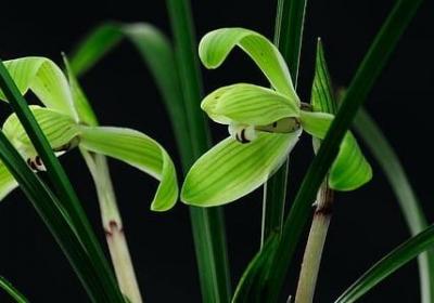 描述女神的句子(精选50句) 描述女神的句子(精选50句)