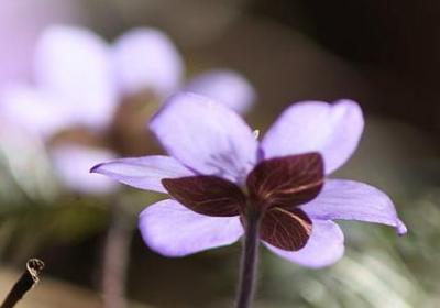 描写马来西亚的句子(热门8句) 描写马来西亚的句子(热门8句)