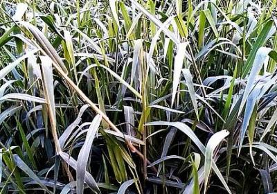 描写阳光强烈的句子(精选54句) 描写阳光强烈的句子(精选54句)