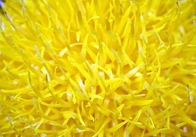 描述海豚的句子(优选11句) 描述海豚的句子(优选11句)