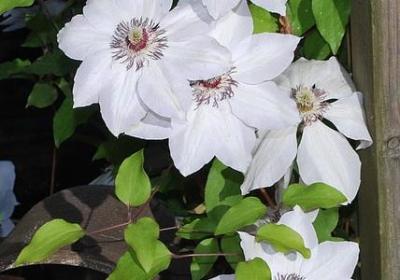 描写鲜花的优美句子(热门40句) 描写鲜花的优美句子(热门40句)