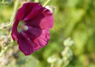 描写雪的句子短句(通用50句) 描写雪的句子短句(通用50句)