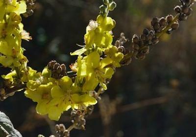 描述星星的句子(推荐30句) 描述星星的句子(推荐30句)