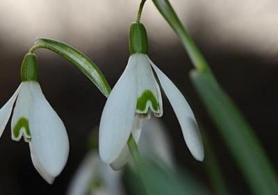 描写都江堰的句子(51句) 描写都江堰的句子(51句)