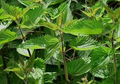 描写飙车的句子(热门50句) 描写飙车的句子(热门50句)