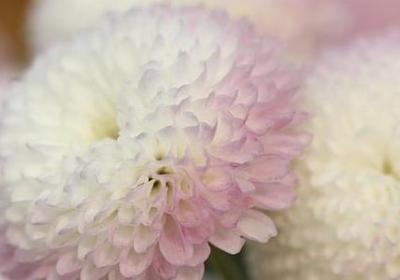 描写锦鲤的句子(通用13句) 描写锦鲤的句子(通用13句)