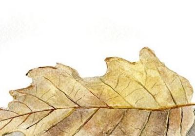 描述母亲的句子(精选11句)