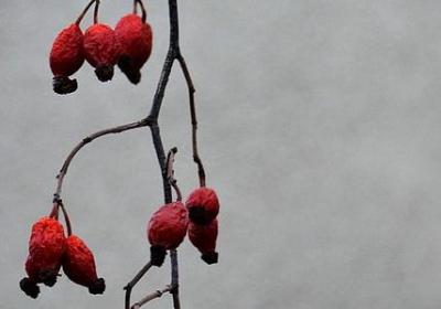描写风的句子短句(实用15句) 描写风的句子短句(实用15句)