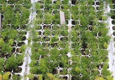 文言文伤心的句子(实用17句) 文言文伤心的句子(实用17句)