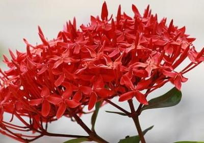 教师节的英语句子(实用40句)