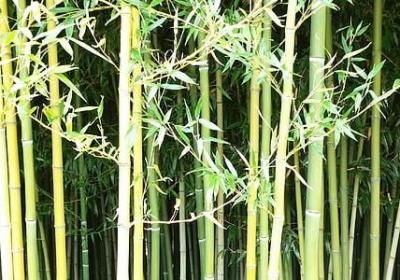 有关咖啡的优美句子(合集50句) 有关咖啡的优美句子(合集50句)