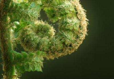 有关桃花的古风句子(精选50句)