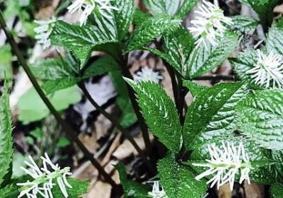 油菜花的描写优美句子(共50句)