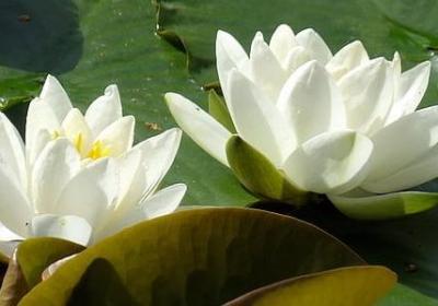 幽默短句子大全(共51句) 幽默短句子大全(共51句)