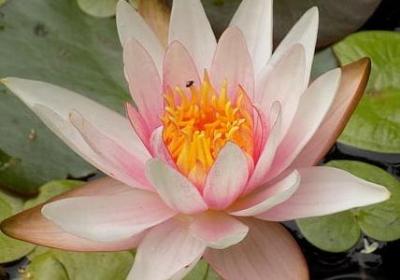 感谢老师的经典句子(精选50句)