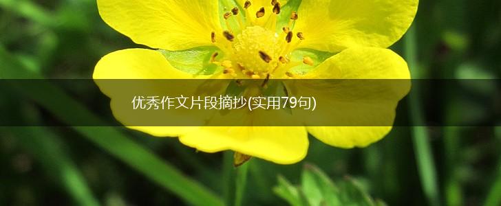 优秀作文片段摘抄(实用79句),第1张