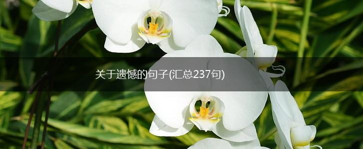 关于遗憾的句子(汇总237句),第1张