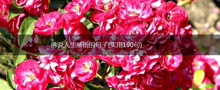 佛说人生感悟的句子(实用190句),第1张