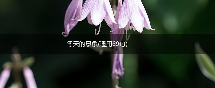 冬天的景象(通用89句),第1张