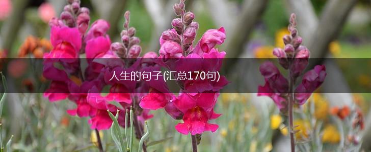 人生的句子(汇总170句),第1张