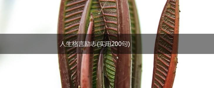 人生格言励志(实用200句),第1张