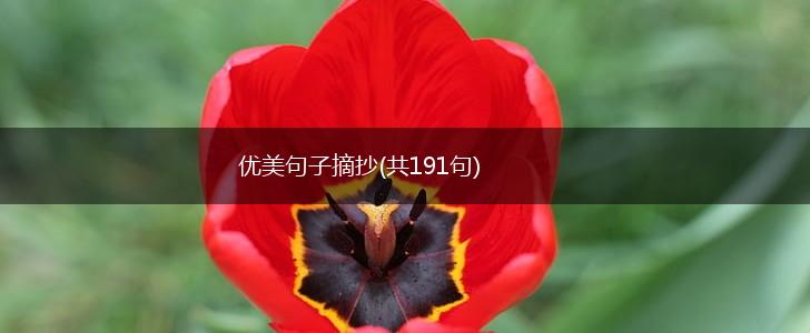 优美句子摘抄(共191句),第1张