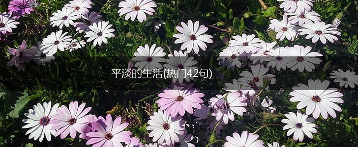 平淡的生活(热门42句),第1张