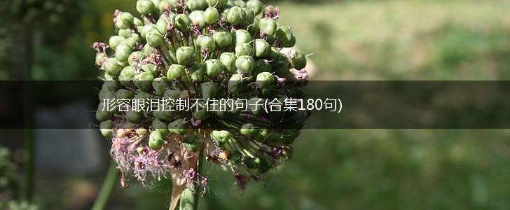 形容眼泪控制不住的句子(合集180句),第1张