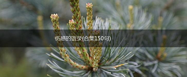 伤感的语录(合集150句),第1张