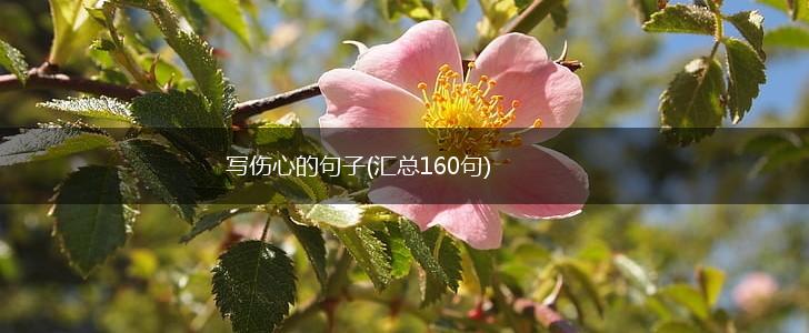 写伤心的句子(汇总160句),第1张