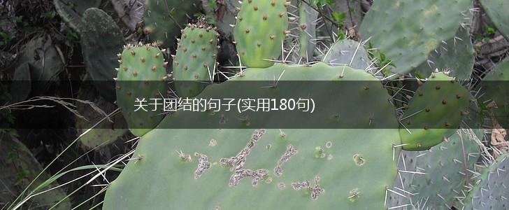 关于团结的句子(实用180句),第1张
