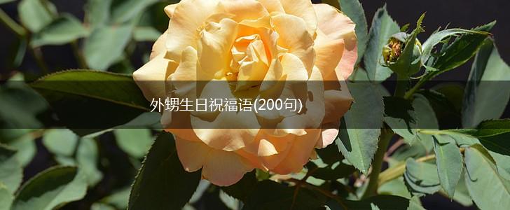 外甥生日祝福语(200句),第1张