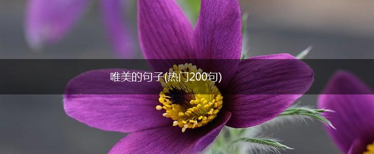 唯美的句子(热门200句),第1张