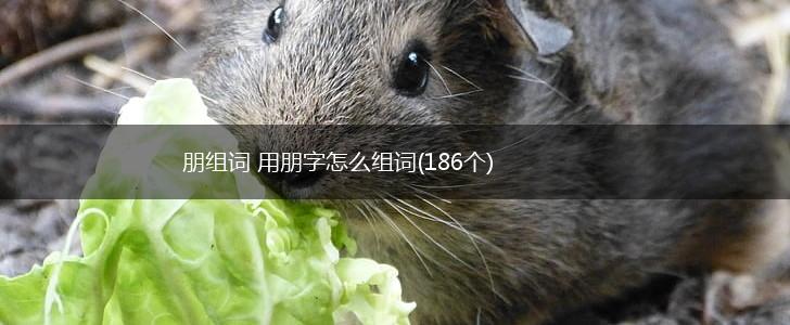 朋组词 用朋字怎么组词(186个),第1张