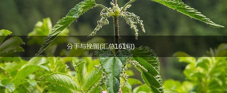 分手与挽留(汇总161句),第1张