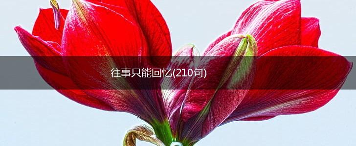 往事只能回忆(210句),第1张