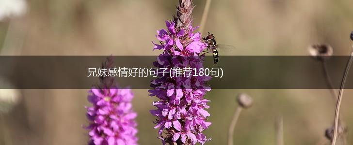 兄妹感情好的句子(推荐180句),第1张