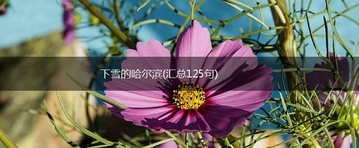 下雪的哈尔滨(汇总125句),第1张