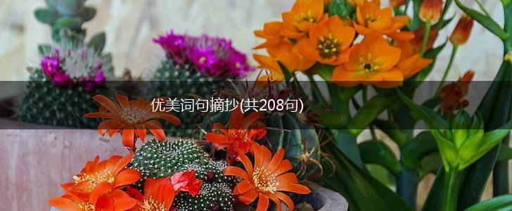 优美词句摘抄(共208句),第1张