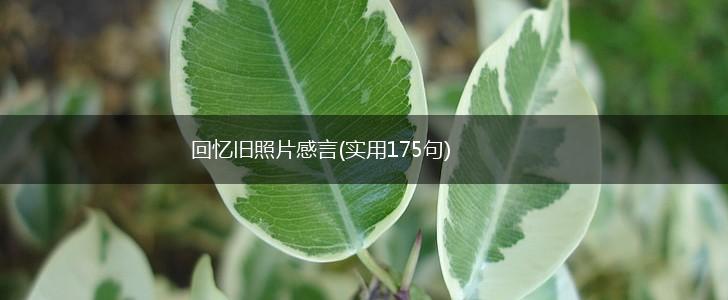 回忆旧照片感言(实用175句),第1张