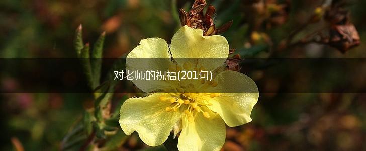 对老师的祝福(201句),第1张