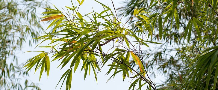 对国家的祝福(通用139句),第2张