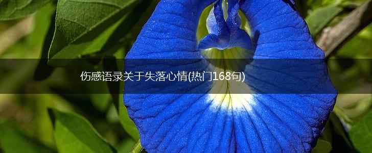 伤感语录关于失落心情(热门168句),第1张