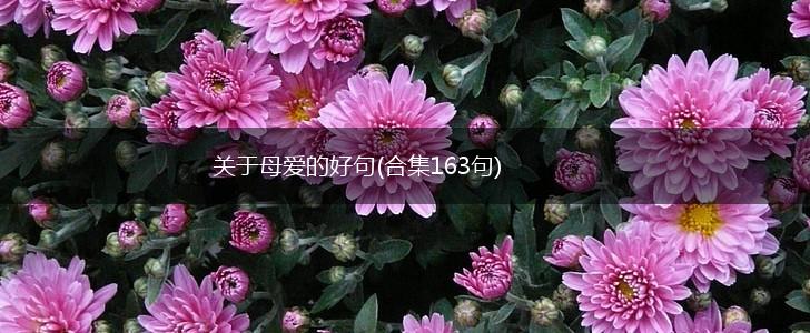 关于母爱的好句(合集163句),第1张