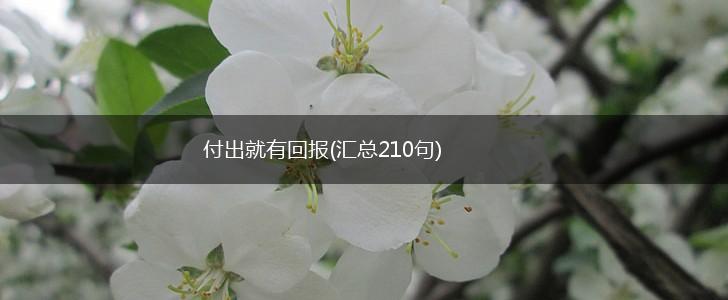 付出就有回报(汇总210句),第1张