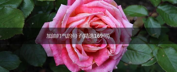 加油打气的句子(精选169句),第1张
