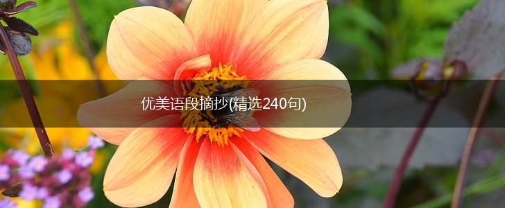 优美语段摘抄(精选240句),第1张