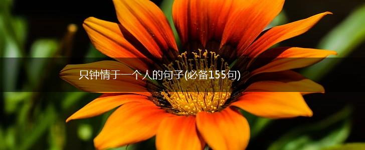 只钟情于一个人的句子(必备155句),第1张